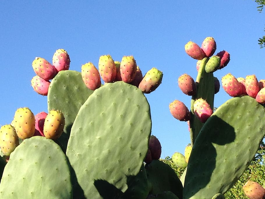 green cactus photo, prickly pear, fruits, opuntia ficus indica, opuntia, nature, cactus, plant, prickly, healthy eating