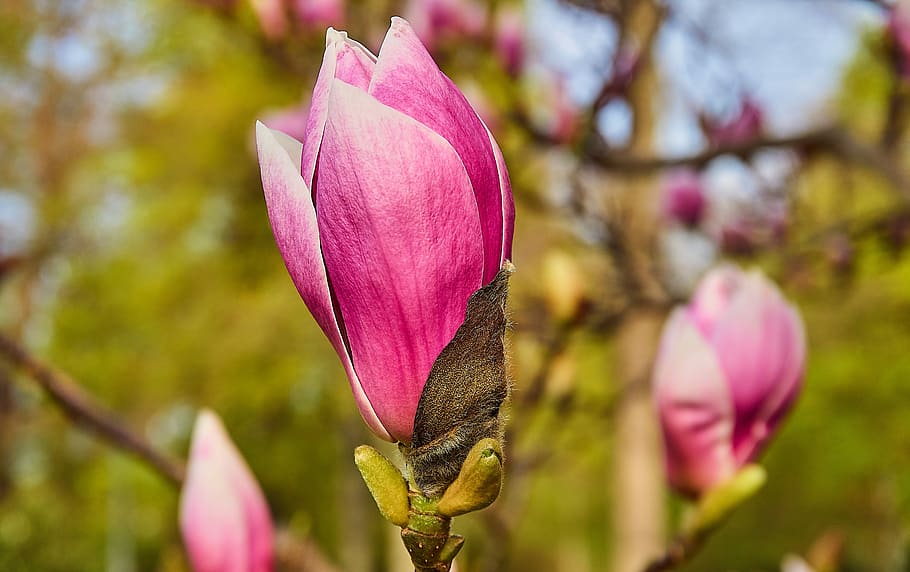 magnólia tulipa ×planta, folha, jardim, brilhante, humor, atmosférica, estação, árvore, pétala, crescimento