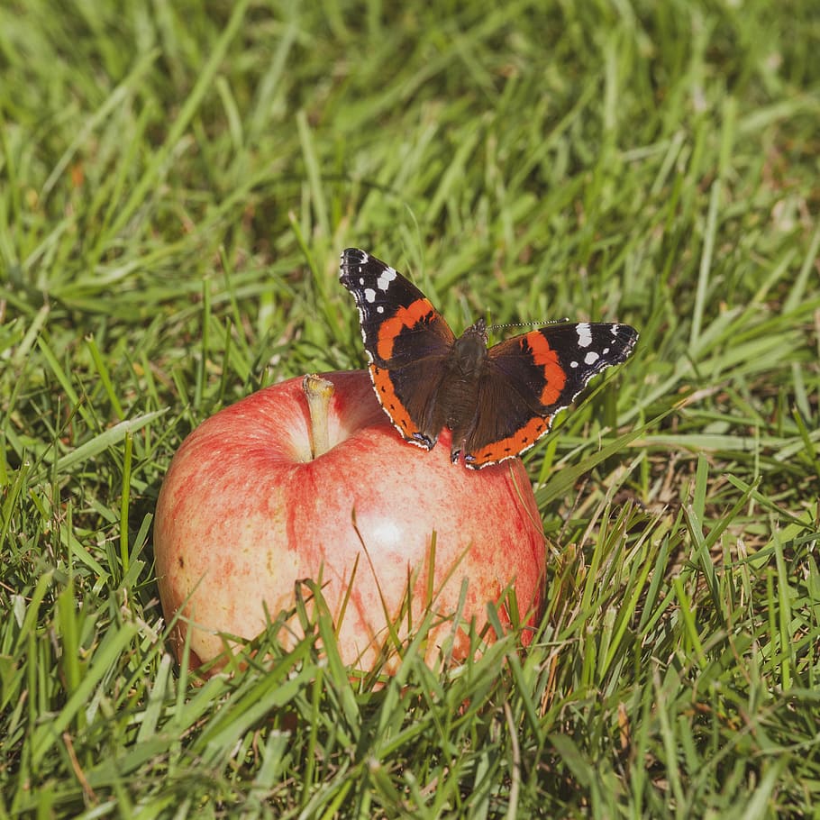 butterfly, summer, nature, insect, wing, garden, apple, fruit, red admiral, vanessa atalanta
