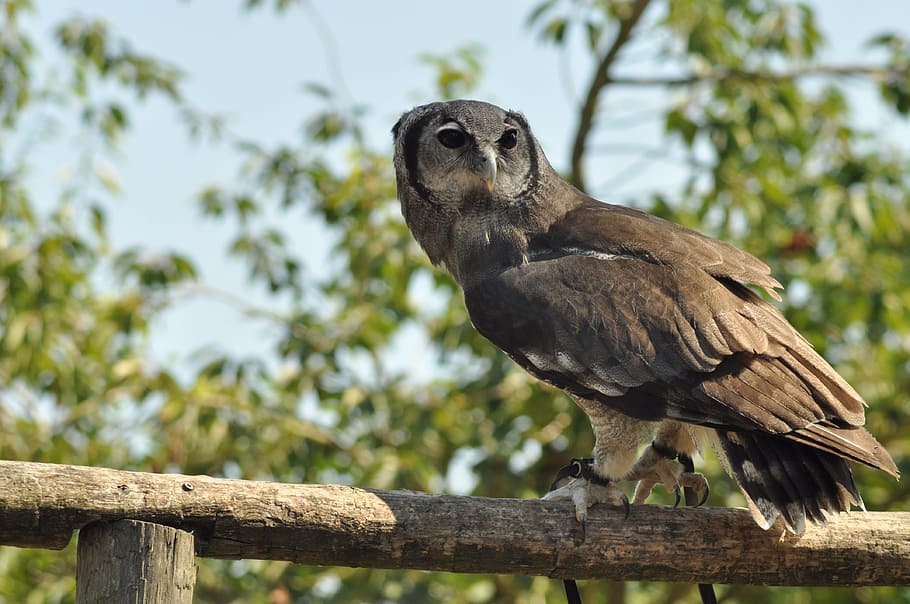 鳥 フクロウ 野生動物 Wildparc 猛禽 動物 自然 肉食動物 動物狩猟 くちばし Pxfuel