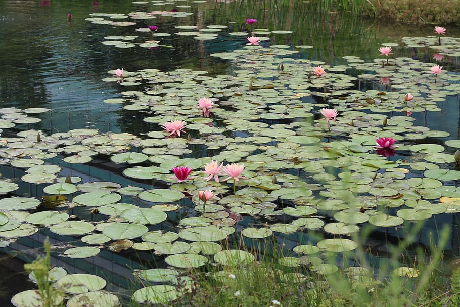 lily pad, kolam, lotus, swap, air, outdoor, waterlily, lily, bunga, tanaman berbunga