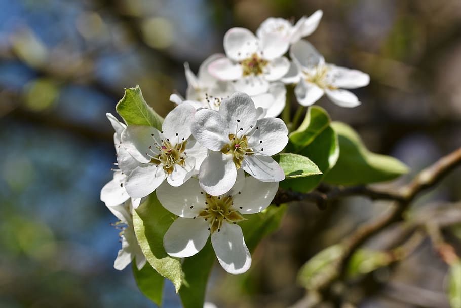 flores de manzana, manzano, flores de manzano, floración, primavera, flor, blanco, flor de primavera, manzana, flor blanca