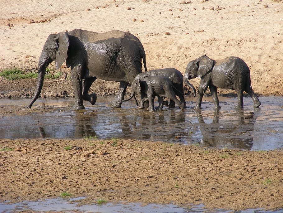 Elephants, Africa, Wildlife, Safari, wildlife, safari, animals in the wild, animal wildlife, animal, wildebeest, drinking