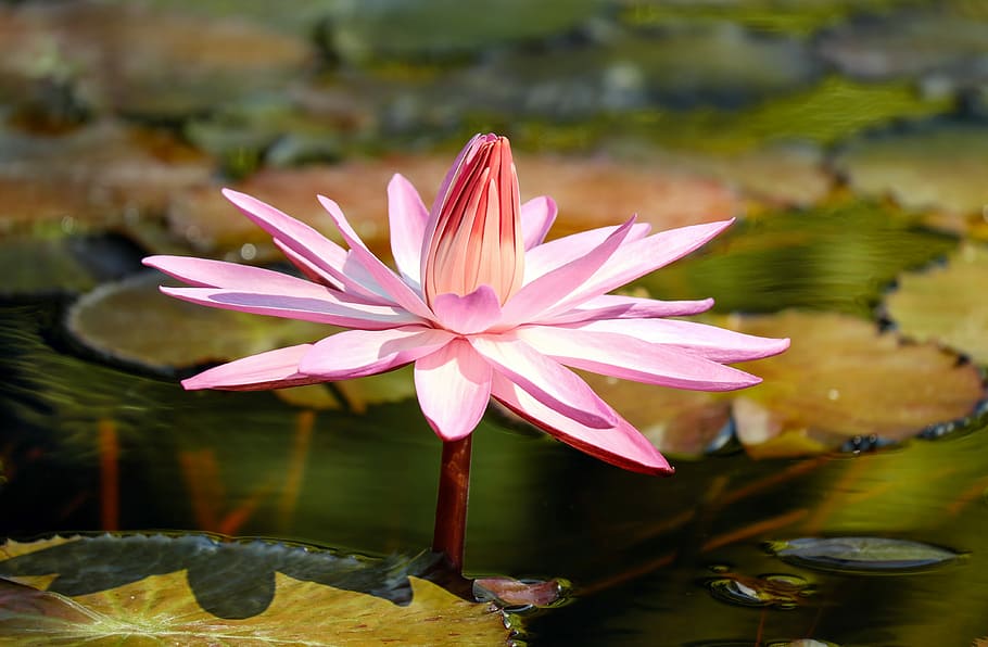 pink, flower, water lily, aquatic, plant, pond plant, blossom, aquatic plant, bloom, flowers
