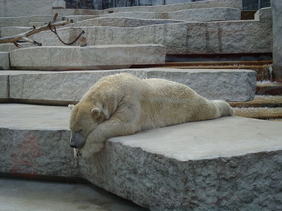 polar, bear, laying, concrete, surface, lazy, sleep, zoo, animals, polar bear