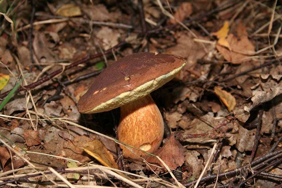 mushroom, nature, autumn, forest, cep, chestnut, fungus, vegetable, food, land