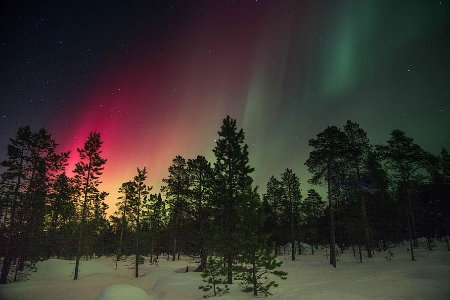 aurora sky, night, northern lights, snow, trees, nature, tree, forest, landscape, sky