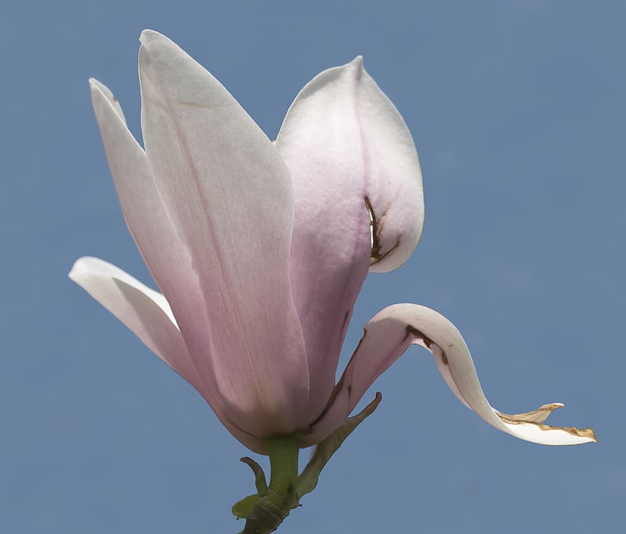 magnolia, flor, florecer, tulipán magnolia, ornamental, arbusto ornamental,  cielo azul, magnoliengewaechs, magnoliaceae, árbol | Pxfuel