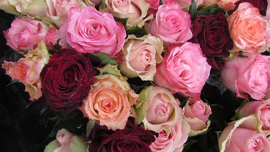 rosas, rojo, rosado, mercado local de agricultores, mercado, flores flores, flor, planta floreciendo, rosa, rosa - flor