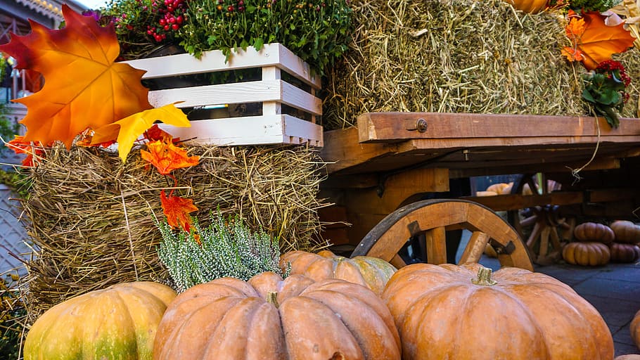 букет, сквош, сено, хэллоуин, осень, оранжевый, благодарение, тыква, лечить, урожай
