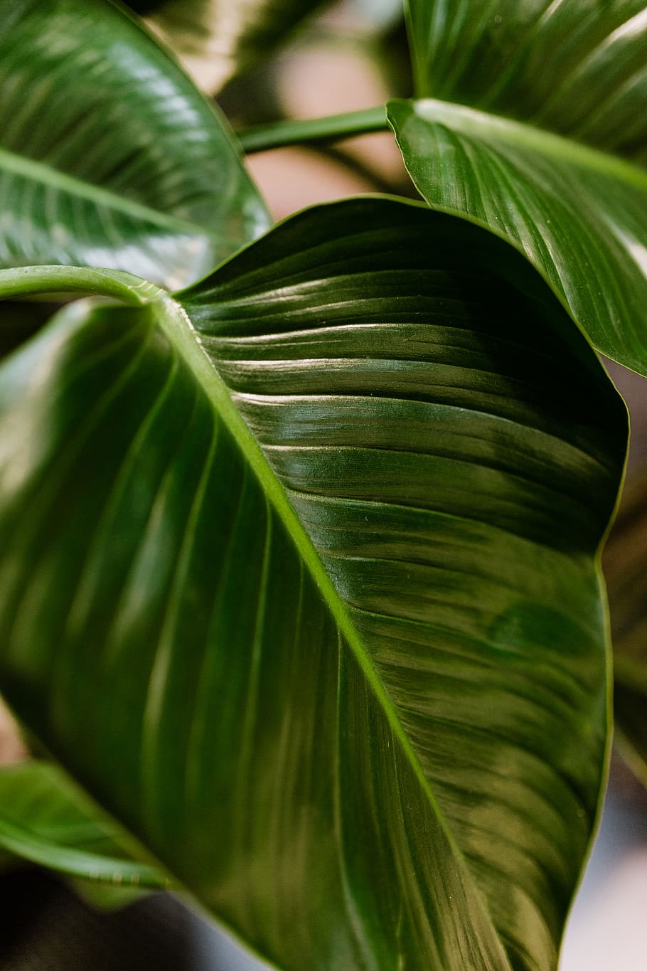 hojas, hoja, planta de interior, planta, filodendro, Congo, verde, color verde, parte de la planta, primer plano