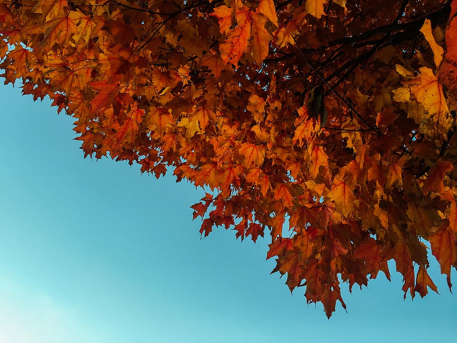 laranjeiras, vermelho, bordo, árvore, laranja, folhas, outono, natureza, azul, céu