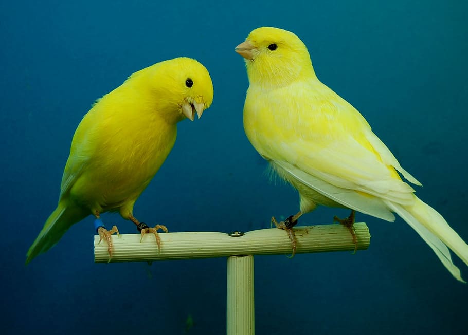 canaries, yellow, aviary, group of animals, bird, animal, vertebrate, animal themes, two animals, animal wildlife