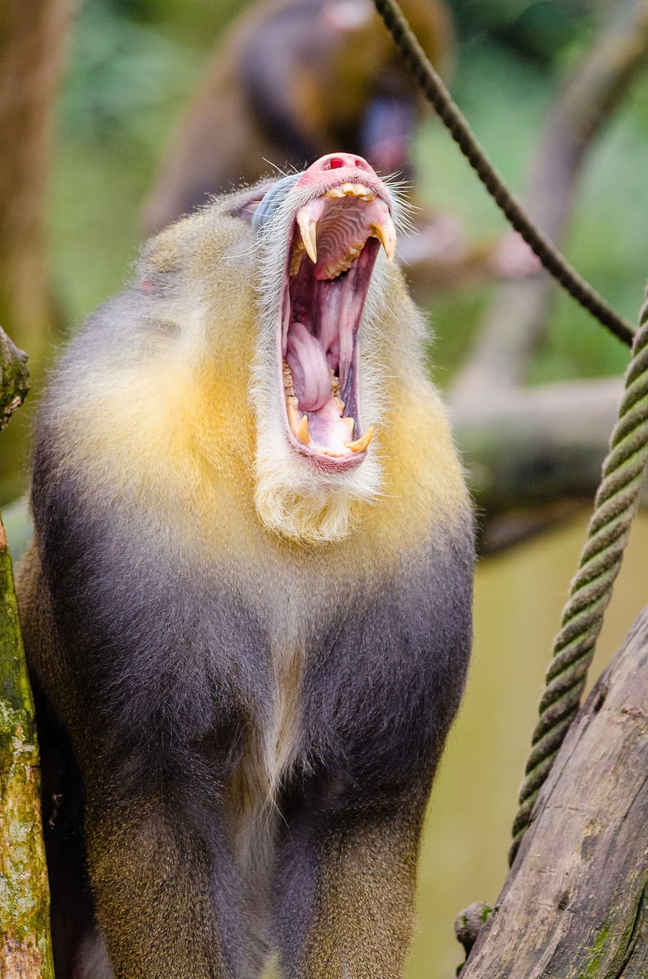 gray, brown, animal, Mandrill, Yawn, Portrait, trying to yawn, mandrillus sphinx, primate, male