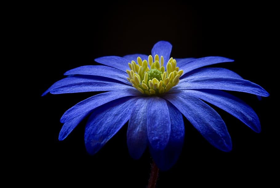 azul, flor de osteospermum, selectivo, fotografía de enfoque, anémona de los Balcanes, flor, florecer, anémona, cerrar, detalle