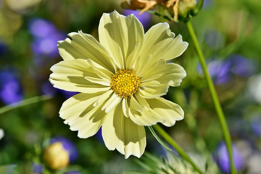 selective-focus photo, yellow, daisy, cosmos, cosmee, cosmos bipinnatus, flower, blossom, bloom, schnittblume