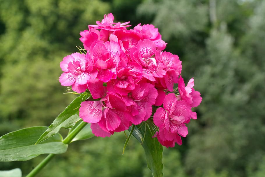 sweet william, inflorescence, blossom, bloom, flower, red, pink, ornamental plant, dianthus barbatus, carnation