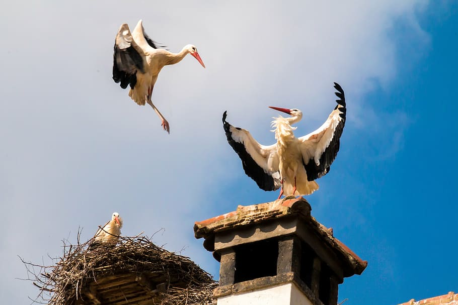 two, storks, roof, blue, sky, birds, animal, storchennest, fly, nest