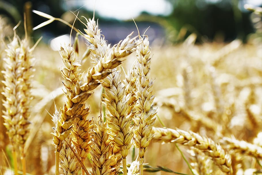 trigo, campo, agricultura, campo de trigo, maizal, oreja, alimentos, comer, cultivable, nutrición