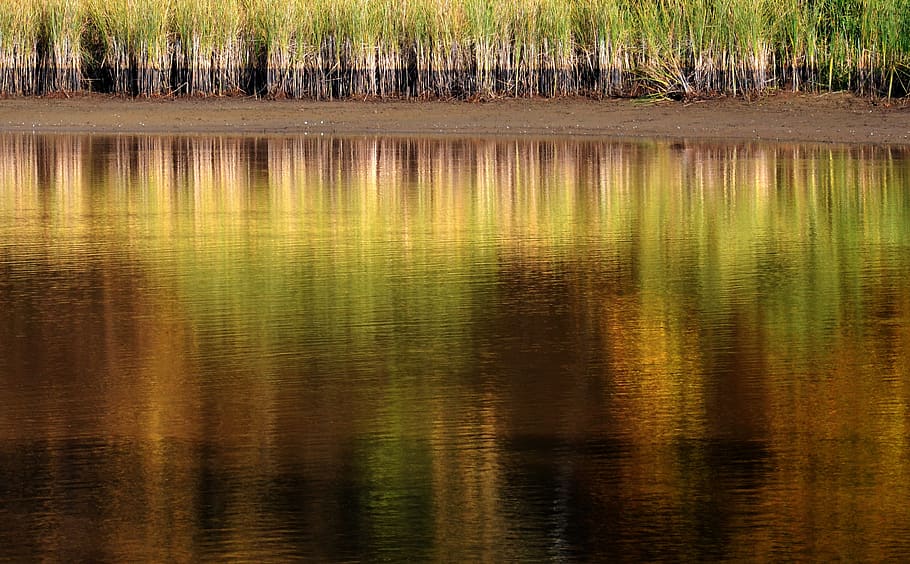 pond, reflections, nature, waterpolo, summer, reflection, landscape, autumn, reeds, water