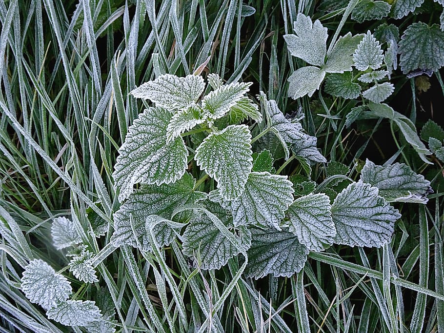 frost, leaves frosted, plants, winter, nature, prairie, cold, color mint, fields, field