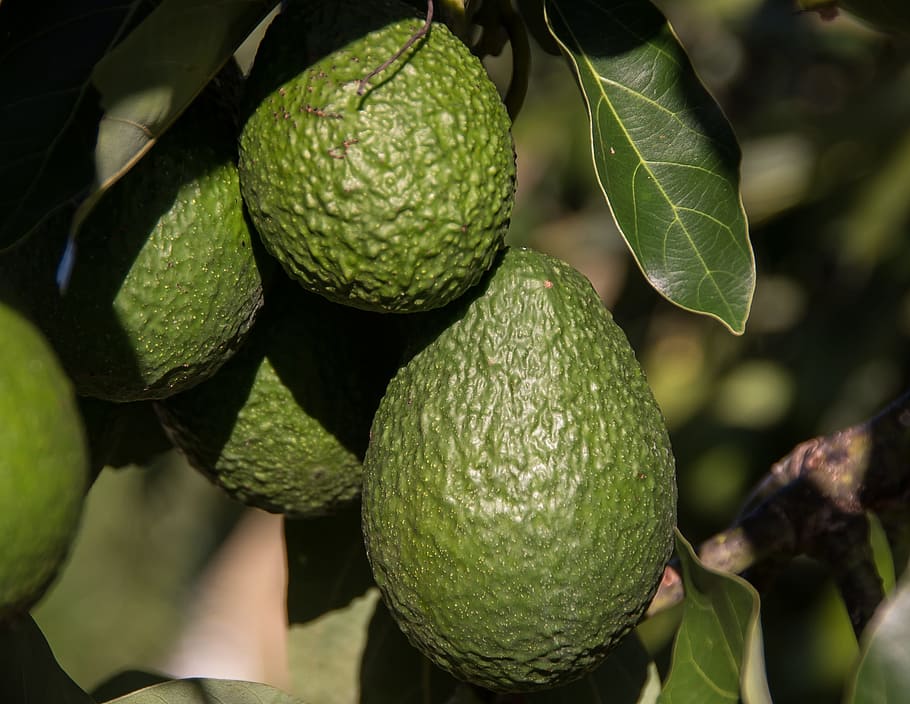 hass avocado, avocados, fruit, tree, green, growing, close-up, healthy eating, food and drink, food