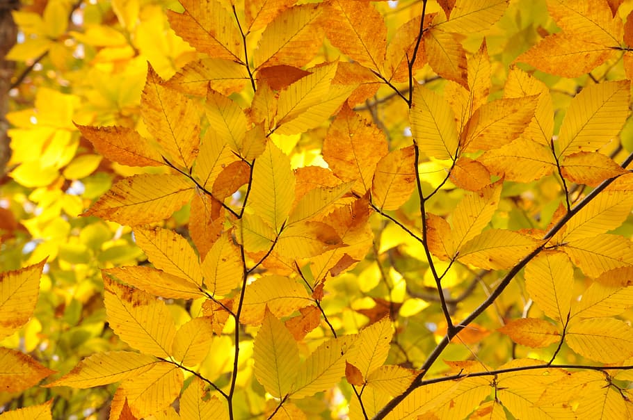 closeup, yellow, plant, leaves, Fall, Autumn, Leaves, New England, autumn, new hampshire, trees