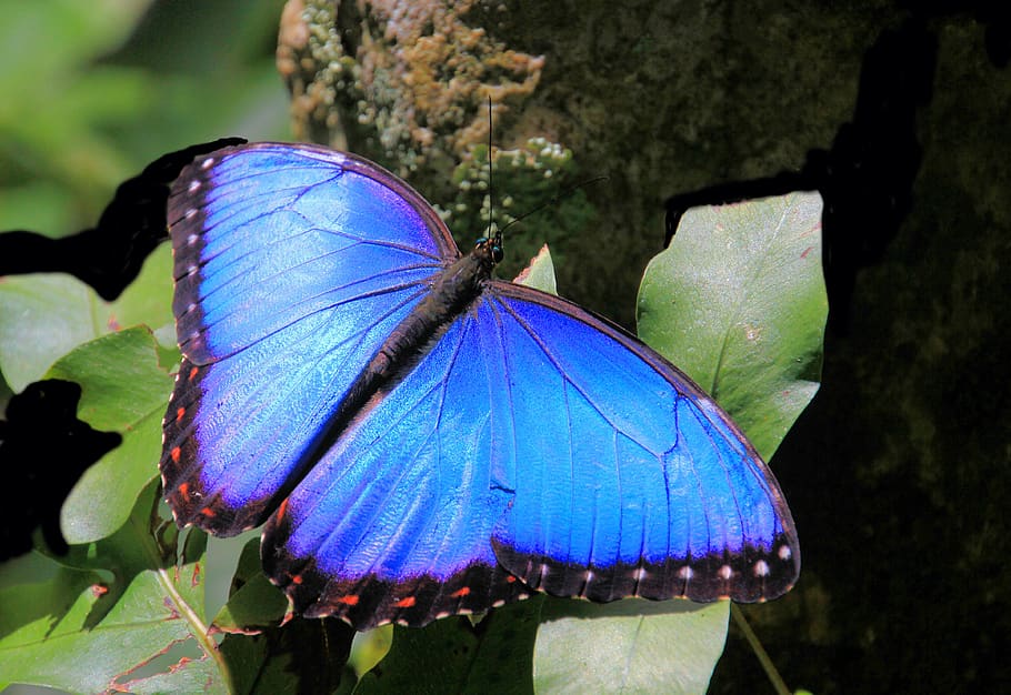 butterfly, butterflies, blue morpho, nature, insect, wings, blue, wildlife, animal wing, butterfly - insect