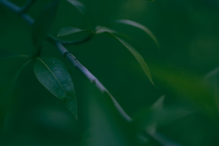 shallow, focus photography, green, leaves, leaf, plant, nature, blur, green color, close-up