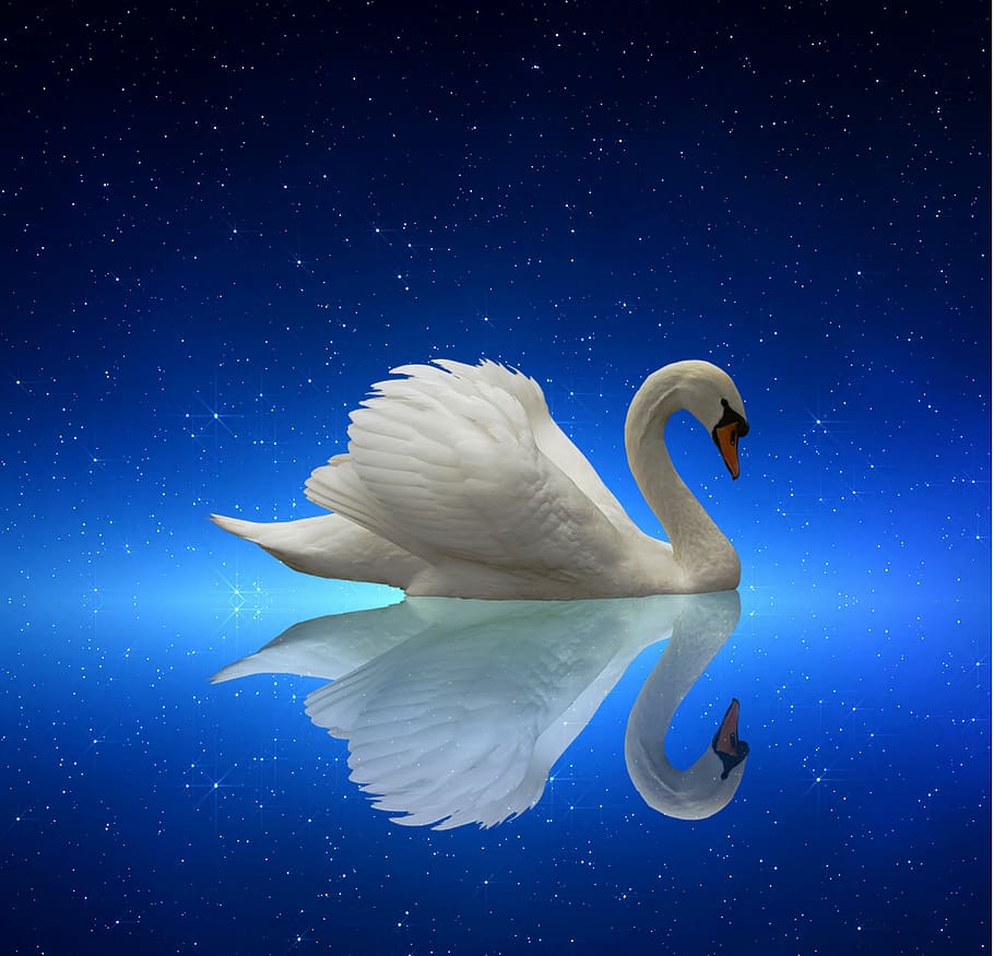 swan, lake, light, white, elegant, cute, pond, waters, blue, water