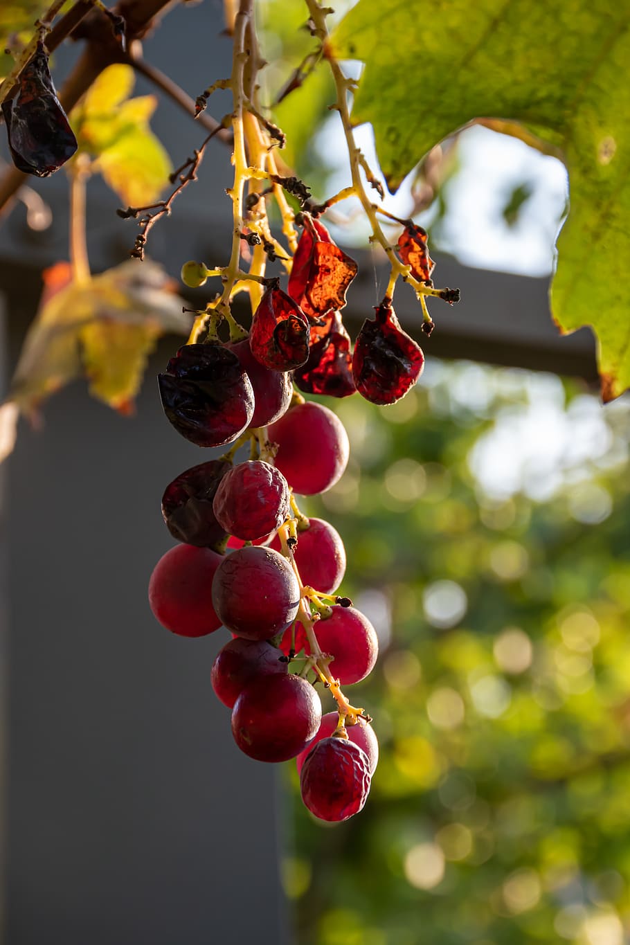grape, autumn, season, nature, acini, leaves, green, bunch, sukkot, dry
