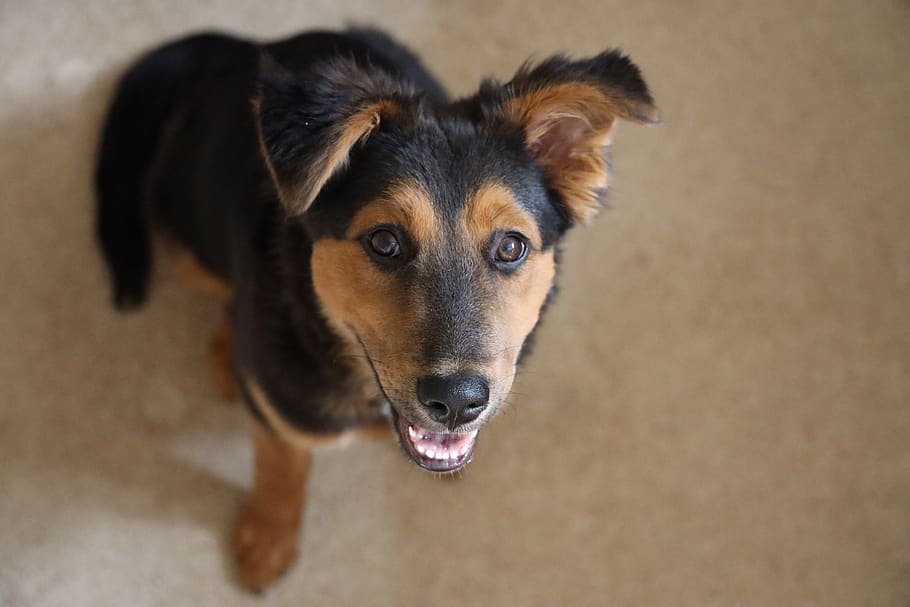 aussie, mix, puppy, happy, cute, dog, canine, one animal, domestic, pets
