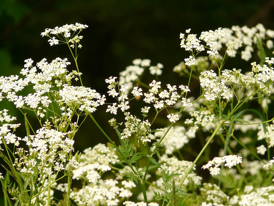 cow parsley, chervil, pointed flower, herb, blossom, bloom, white, green, inflorescences, flowering plant