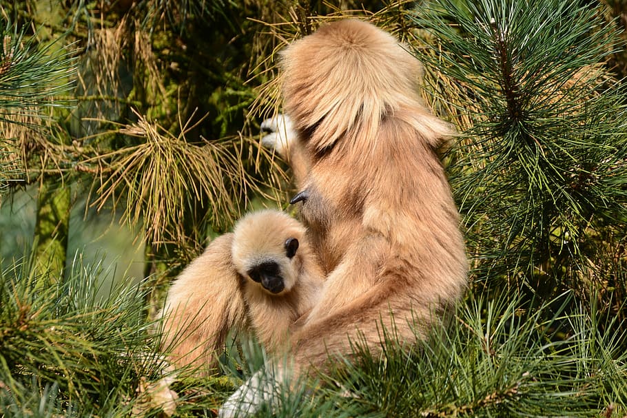 gibbons, monkey, brown, mother with child, mammal, zoo, animal world, nature, intelligent, animal