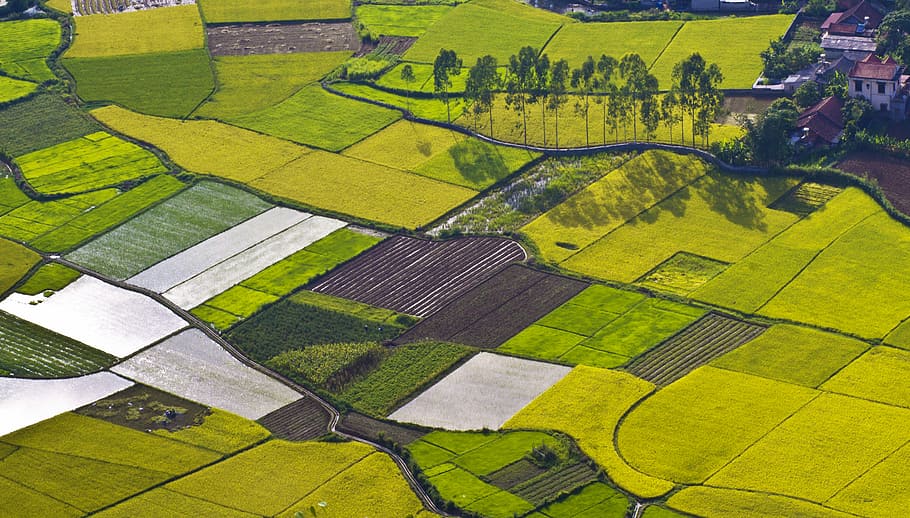 field, silk, rice nươcd, green color, agriculture, rural scene, patchwork landscape, landscape, scenics - nature, farm