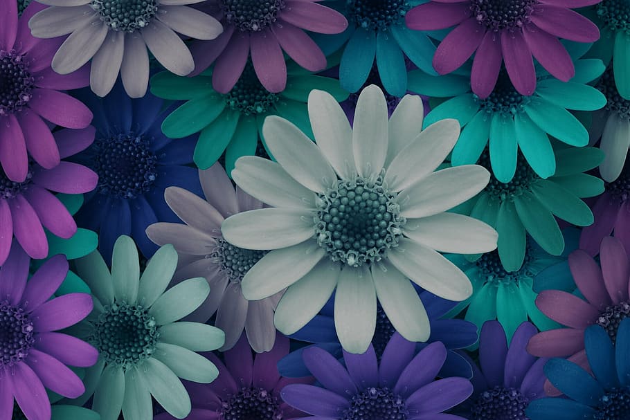 assorted-color daisies wallpaper, flowers, cheerful, blossom, bloom, color, nature, flower, plant, daisy
