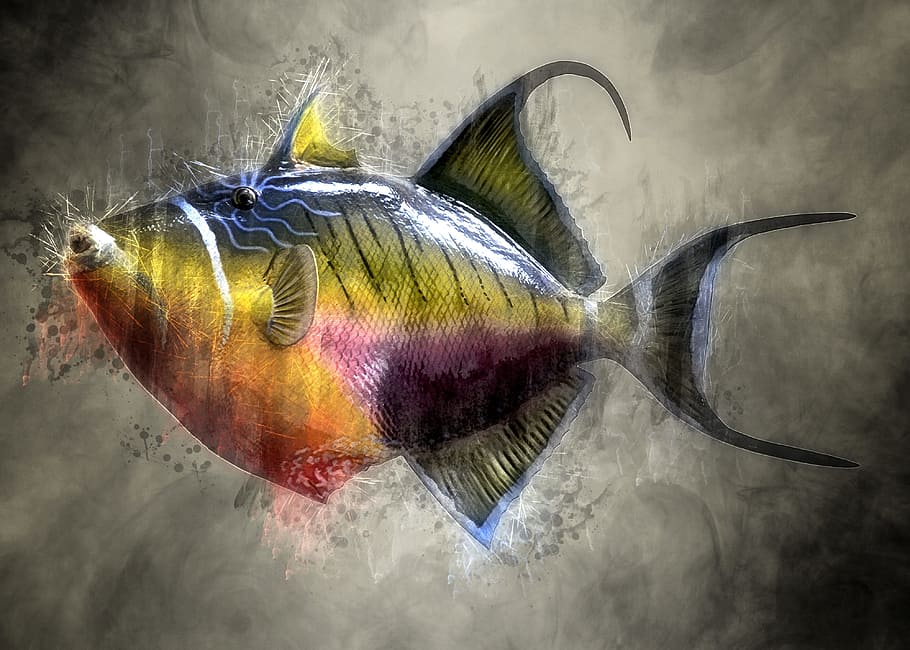 gray, yellow, fish illustration, colorful, trigger fish, fish, taxidermy, mount, marine, underwater