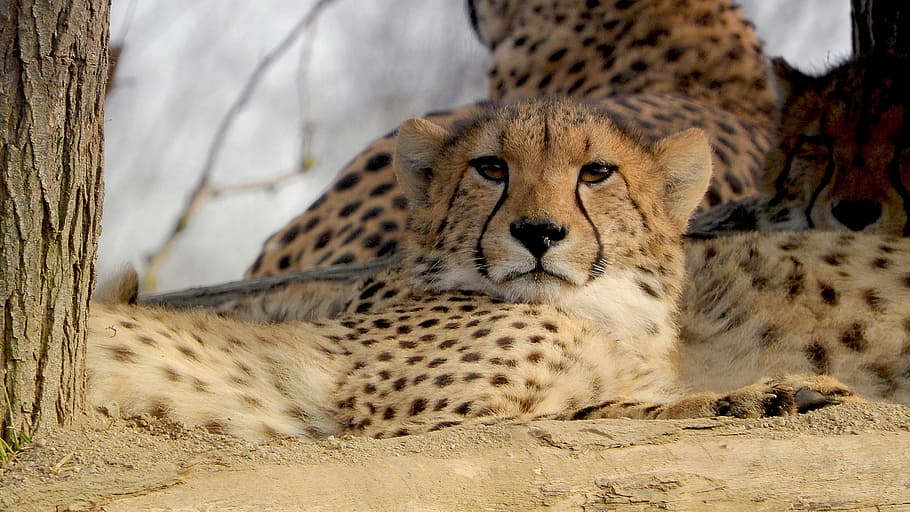 cheetah, baby cheetah, kebun binatang prague, kucing, acinonyx jubatus, binatang buas afrika, tema binatang, hewan, satwa liar, kucing besar