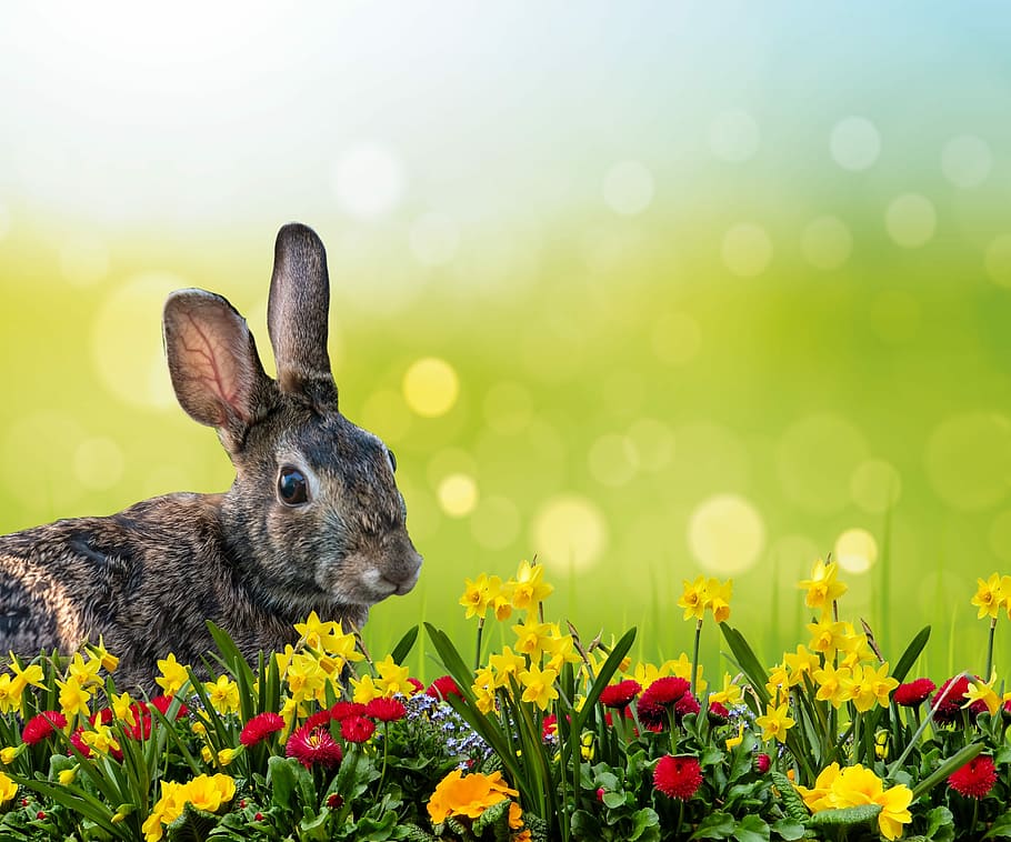 brown, rabbit, flower field, closeup, hare, easter, grass, osterglocken, spring, meadow