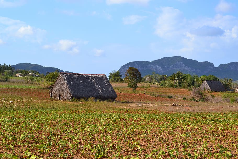 Cuba, Viñales Valley, Finca, Nature, tobacco, landscape, caribbean, field, hut, farm