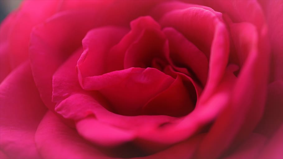 Latar Belakang, mawar, kelopak, keindahan, berwarna merah muda, lembut, cinta, romantis, hari Valentine, hari pecinta