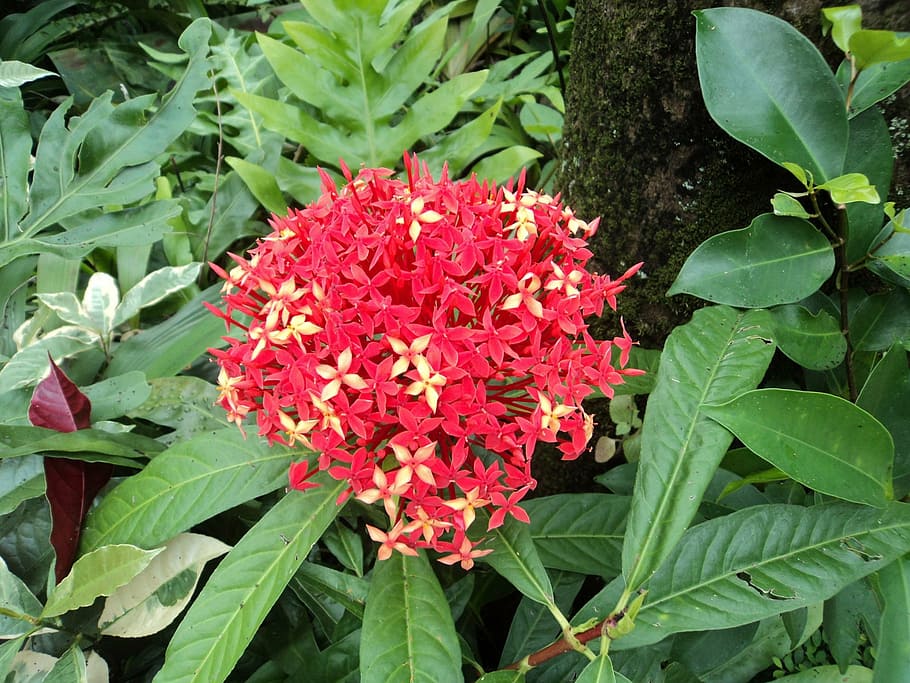 red santan, red flower, small flower, tiny flower, leaves, petals, stem, green leaves, young leaves, long leaves