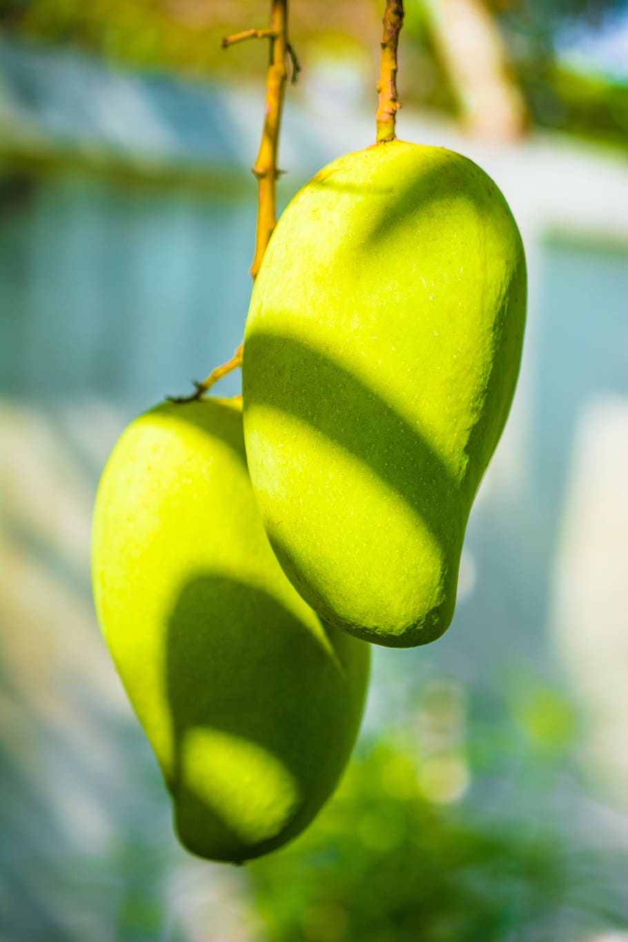 mango, mango tree, fruits, fruit, green mango, green color, focus on foreground, close-up, food and drink, freshness
