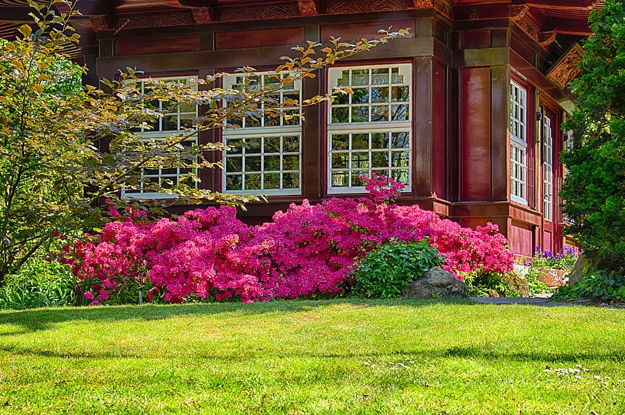 pink, flowers, brown, house, daytime, garden, park, home, pavilion, applied