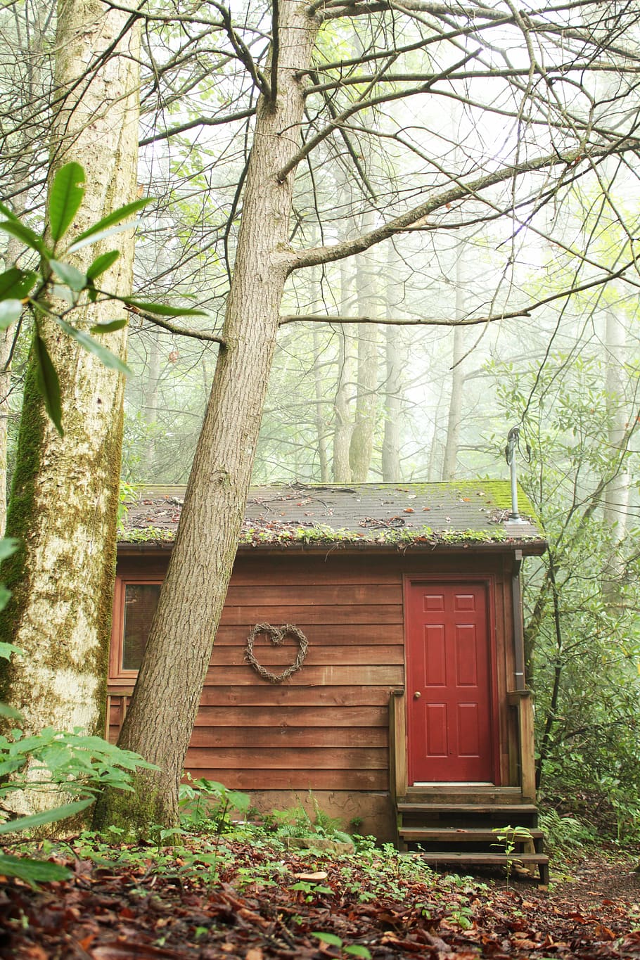 wood, cabin, love nest, trees, forest, home, nature, tree, plant, architecture