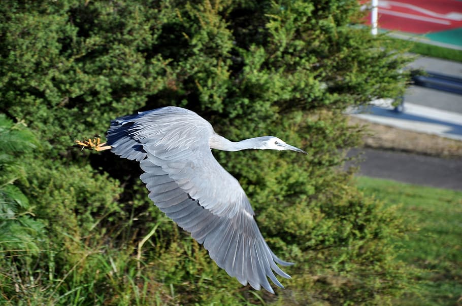 heron, white faced, inflight, animal themes, animal wildlife, flying, animals in the wild, animal, bird, spread wings