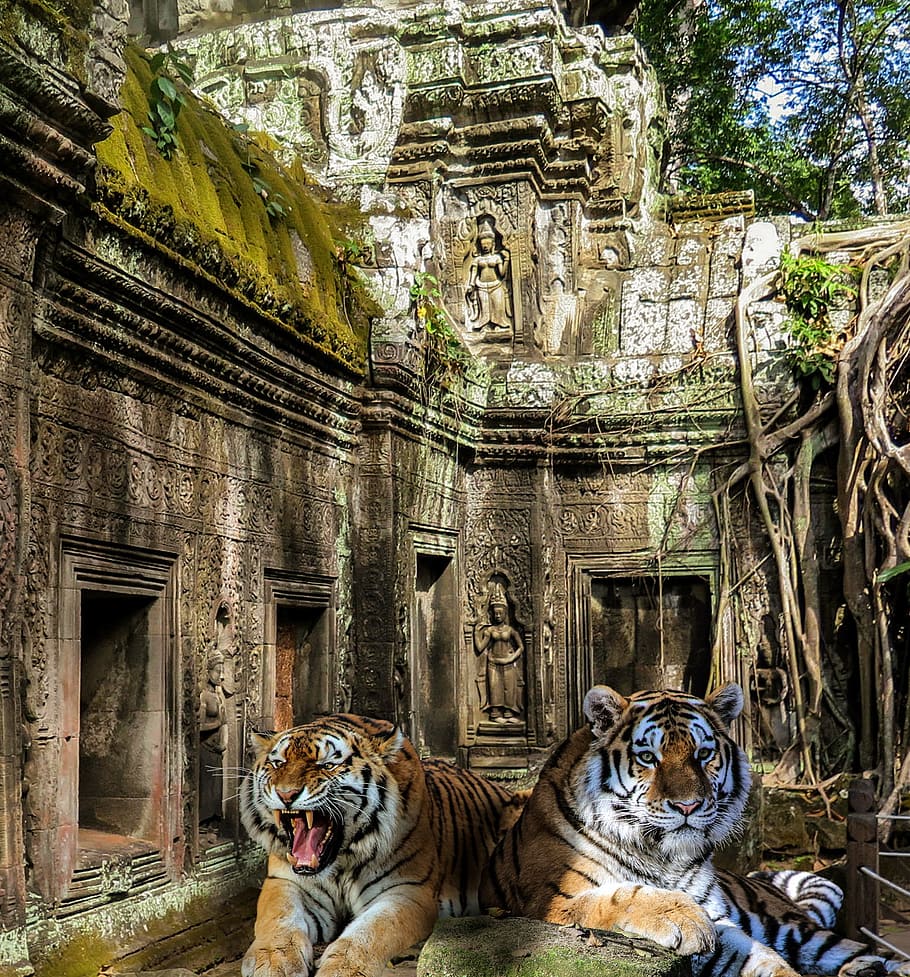 tiger, temple, jungle, wild, dangerous, cambodia, root, temple complex, angkor wat, mammal