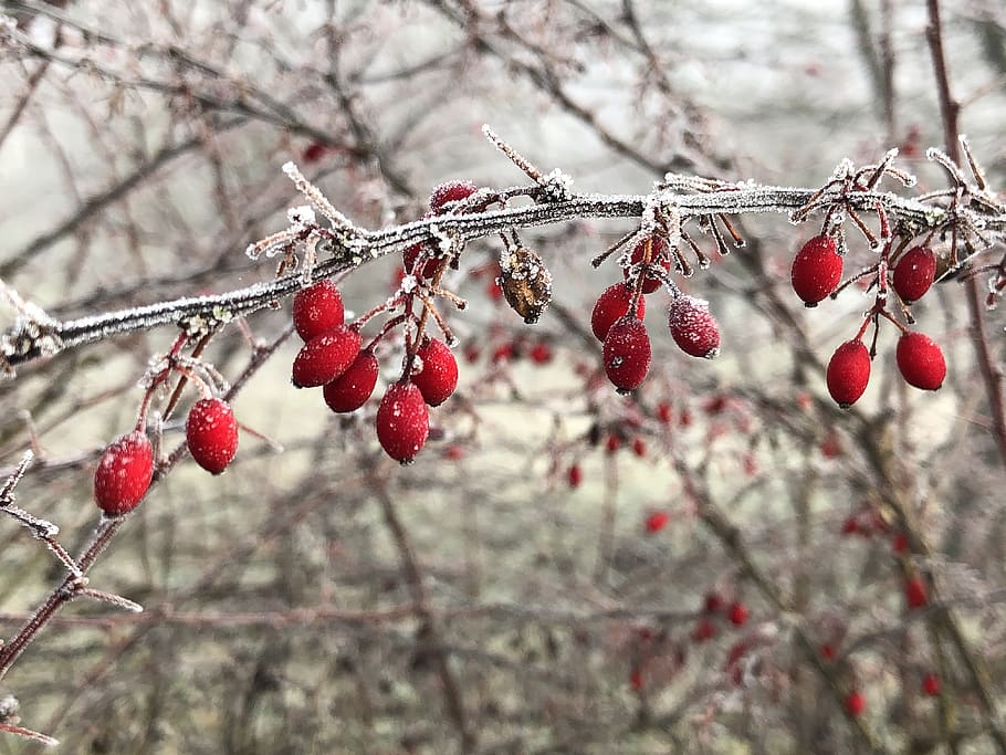 rose hip, ripe, frost, winter, bush, branch, cold, berries, tree, fruit