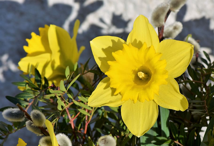 水仙 水仙pseudonarcissus 春の花 春 春の前触れ 黄色 花 植物 自然 開花植物 Pxfuel