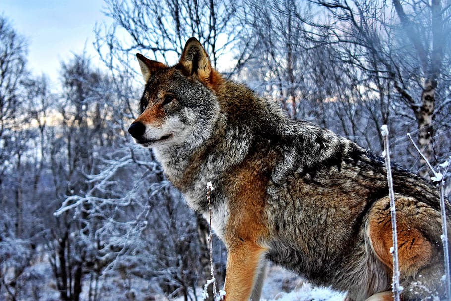 serigala, gunung, alam, pohon, hutan, predator, salju, tema hewan, binatang menyusui, hewan